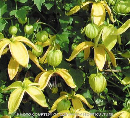 Clematis tangutica Golden Harvest